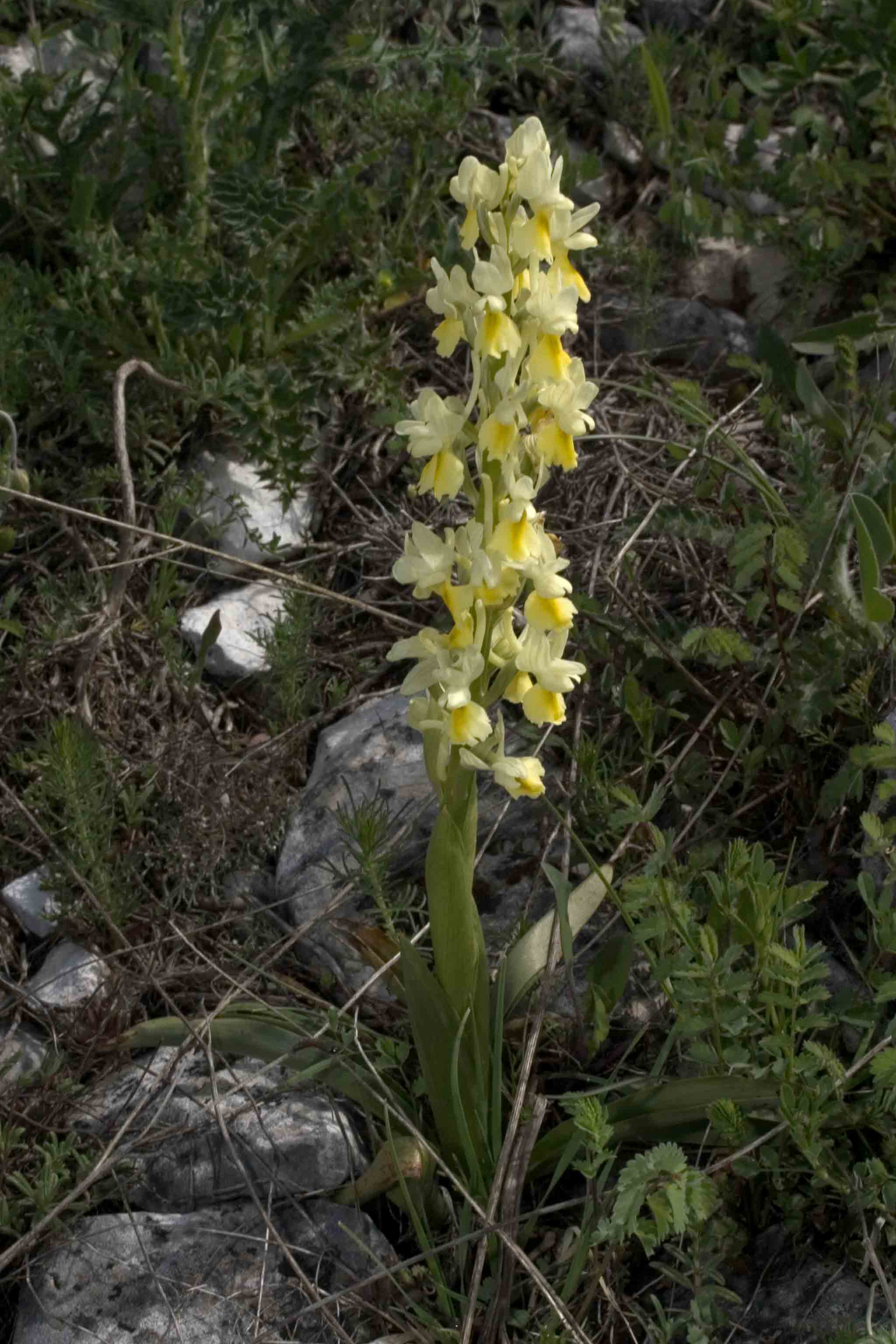 Orchidea abruzzese